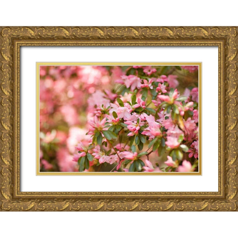 Pink Rhody III Gold Ornate Wood Framed Art Print with Double Matting by Millet, Karyn