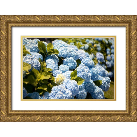 Blue Hydrangea Gold Ornate Wood Framed Art Print with Double Matting by Millet, Karyn