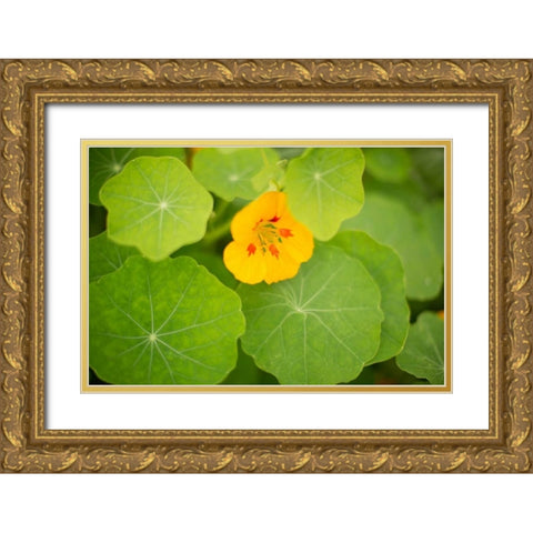Nasturtiums I Gold Ornate Wood Framed Art Print with Double Matting by Millet, Karyn