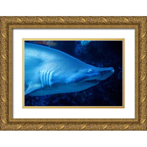 Shark Gold Ornate Wood Framed Art Print with Double Matting by Millet, Karyn