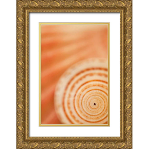 Sea Shell VI Gold Ornate Wood Framed Art Print with Double Matting by Millet, Karyn