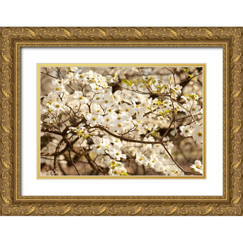 Cherry Blossoms III Gold Ornate Wood Framed Art Print with Double Matting by Millet, Karyn