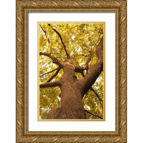 Up in the Trees II Gold Ornate Wood Framed Art Print with Double Matting by Millet, Karyn