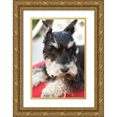 Terrier Gold Ornate Wood Framed Art Print with Double Matting by Millet, Karyn