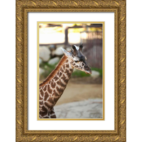 Giraffe I Gold Ornate Wood Framed Art Print with Double Matting by Millet, Karyn