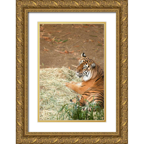 Tiger I Gold Ornate Wood Framed Art Print with Double Matting by Millet, Karyn
