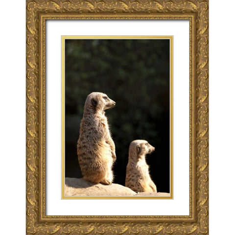 Meerkats Gold Ornate Wood Framed Art Print with Double Matting by Millet, Karyn
