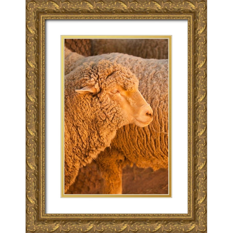 Sheep Gold Ornate Wood Framed Art Print with Double Matting by Millet, Karyn