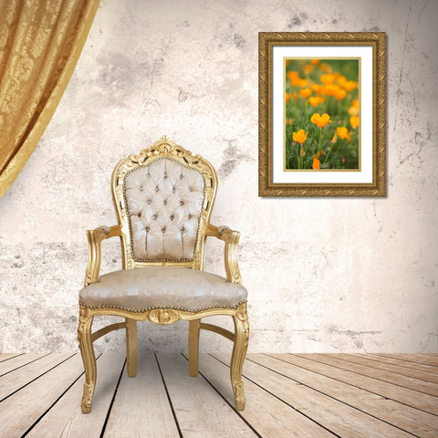 California Poppies Gold Ornate Wood Framed Art Print with Double Matting by Millet, Karyn