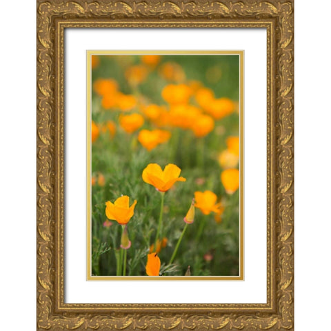 California Poppies Gold Ornate Wood Framed Art Print with Double Matting by Millet, Karyn