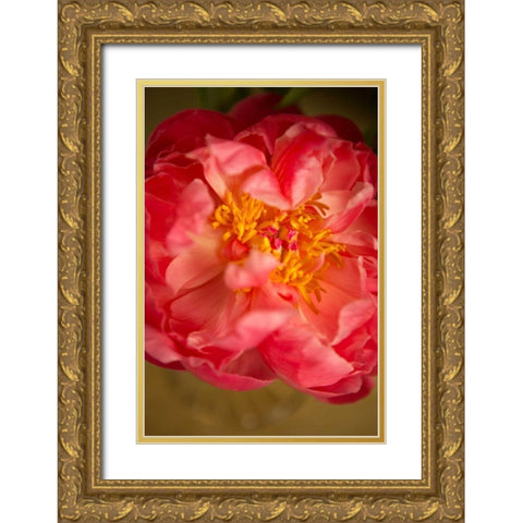 Coral Peony Gold Ornate Wood Framed Art Print with Double Matting by Millet, Karyn