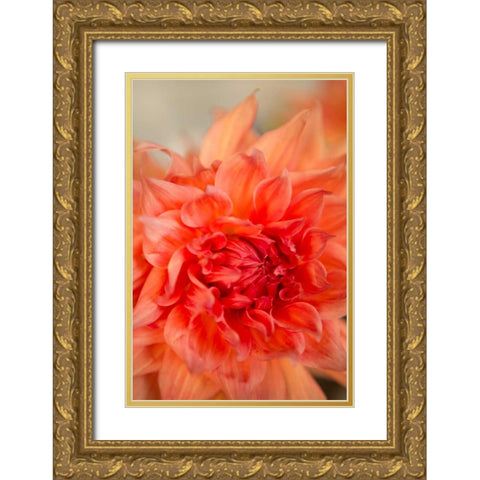 Coral Dahlia Gold Ornate Wood Framed Art Print with Double Matting by Millet, Karyn