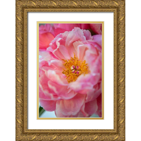 Pink Peony Gold Ornate Wood Framed Art Print with Double Matting by Millet, Karyn