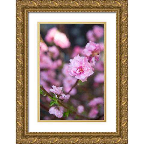 Pink Blossoms I Gold Ornate Wood Framed Art Print with Double Matting by Millet, Karyn