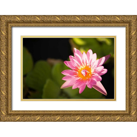 Pink Pond Lily Gold Ornate Wood Framed Art Print with Double Matting by Millet, Karyn