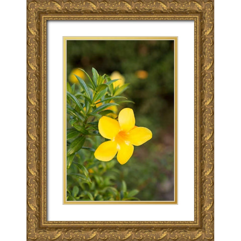 Yellow Blossom Gold Ornate Wood Framed Art Print with Double Matting by Millet, Karyn