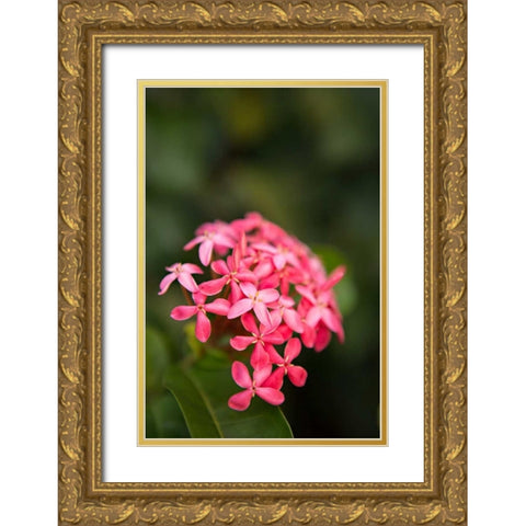 Pink Hydrangea Gold Ornate Wood Framed Art Print with Double Matting by Millet, Karyn
