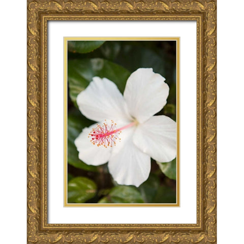 White Hibiscus Gold Ornate Wood Framed Art Print with Double Matting by Millet, Karyn