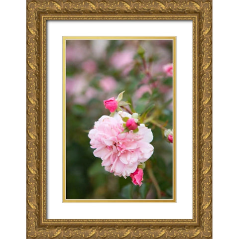 Rose Garden II Gold Ornate Wood Framed Art Print with Double Matting by Millet, Karyn