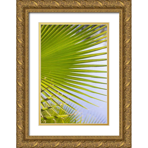 Palm Branch Gold Ornate Wood Framed Art Print with Double Matting by Millet, Karyn