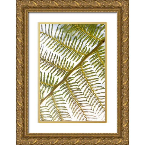 Fern Gold Ornate Wood Framed Art Print with Double Matting by Millet, Karyn