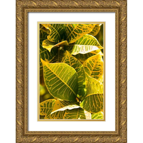 Green Leaves II Gold Ornate Wood Framed Art Print with Double Matting by Millet, Karyn