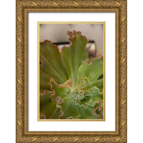 Succulent Garden II Gold Ornate Wood Framed Art Print with Double Matting by Millet, Karyn