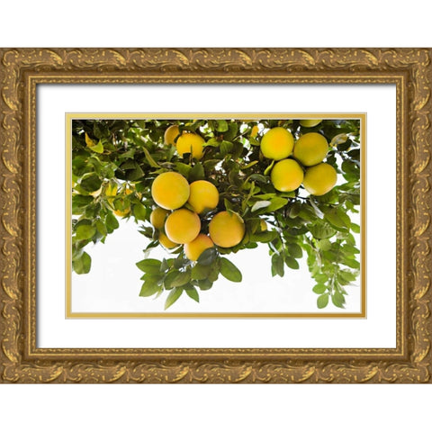 Lemon Grove I Gold Ornate Wood Framed Art Print with Double Matting by Millet, Karyn