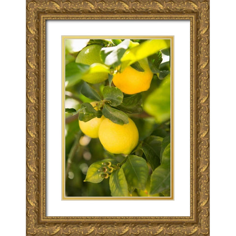 Lemon Grove II Gold Ornate Wood Framed Art Print with Double Matting by Millet, Karyn