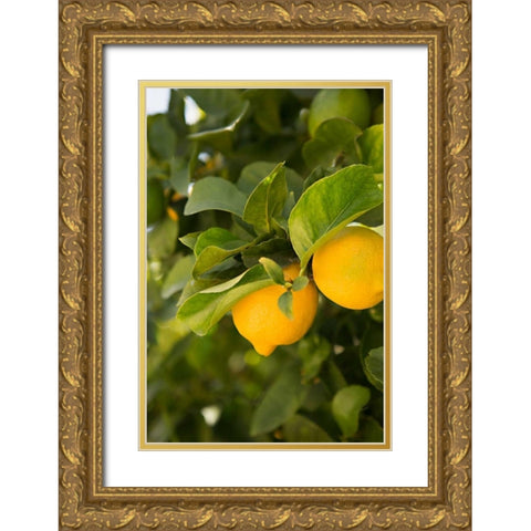 Lemon Grove III Gold Ornate Wood Framed Art Print with Double Matting by Millet, Karyn