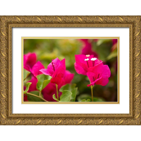 Magenta Bougainvillea I Gold Ornate Wood Framed Art Print with Double Matting by Millet, Karyn