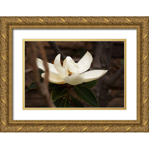 Lone Magnolia Gold Ornate Wood Framed Art Print with Double Matting by Millet, Karyn