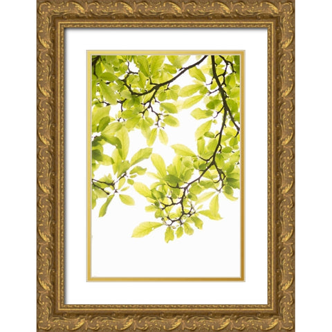 Sunlit Tropical Silhouette II Gold Ornate Wood Framed Art Print with Double Matting by Millet, Karyn