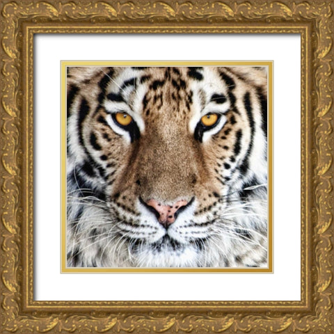 Bengal Tiger Eyes Gold Ornate Wood Framed Art Print with Double Matting by McNemar, C. Thomas