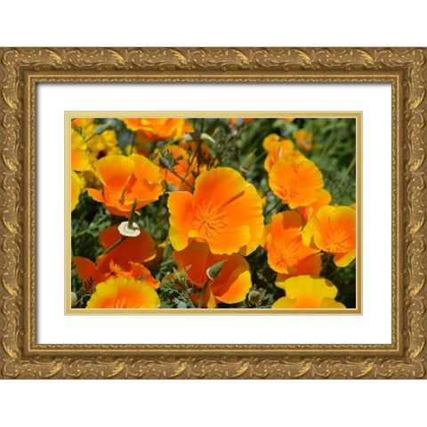 Orange Flowers Gold Ornate Wood Framed Art Print with Double Matting by Moore, Brian