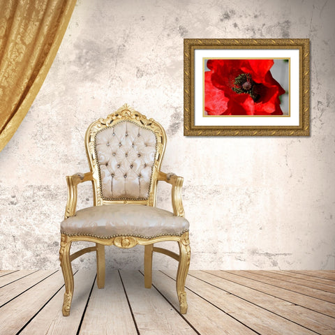 Red Poppy I Gold Ornate Wood Framed Art Print with Double Matting by Moore, Brian