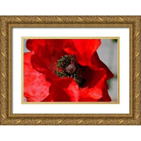 Red Poppy I Gold Ornate Wood Framed Art Print with Double Matting by Moore, Brian