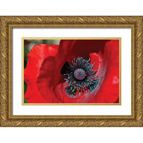 Red Poppy II Gold Ornate Wood Framed Art Print with Double Matting by Moore, Brian