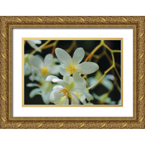 White Orchids I Gold Ornate Wood Framed Art Print with Double Matting by Moore, Brian