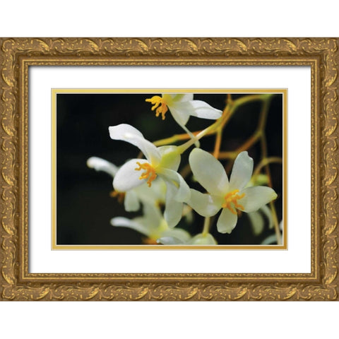 White Orchids II Gold Ornate Wood Framed Art Print with Double Matting by Moore, Brian