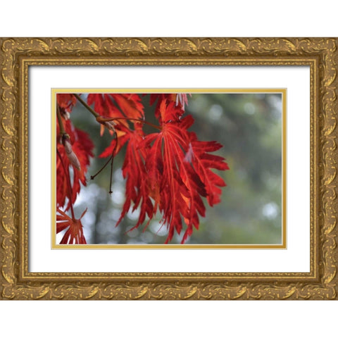 Red Leaves Gold Ornate Wood Framed Art Print with Double Matting by Moore, Brian
