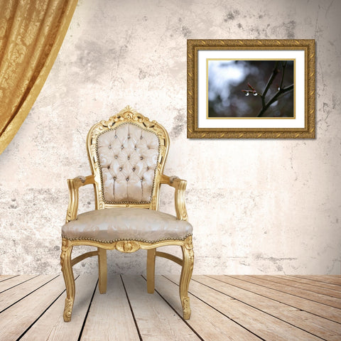 Dew Drops Gold Ornate Wood Framed Art Print with Double Matting by Moore, Brian