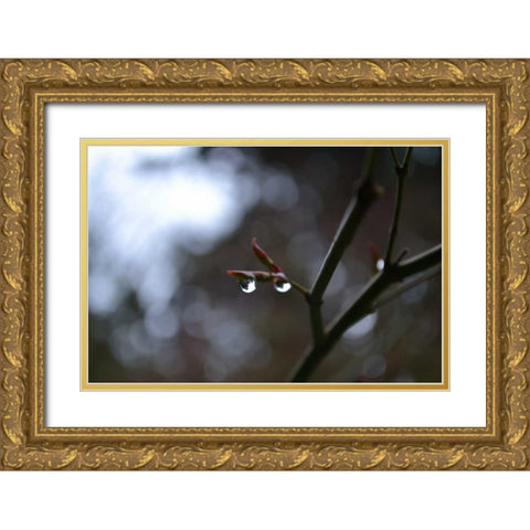 Dew Drops Gold Ornate Wood Framed Art Print with Double Matting by Moore, Brian