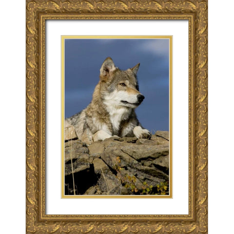 The Wolf King Gold Ornate Wood Framed Art Print with Double Matting by Parker, Susann