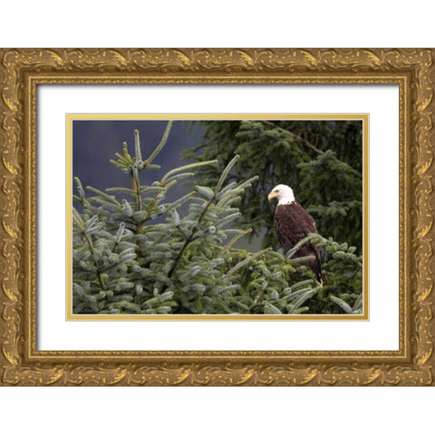 Americas Bird Gold Ornate Wood Framed Art Print with Double Matting by Parker, Susann
