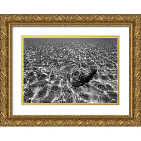 Underwater III Gold Ornate Wood Framed Art Print with Double Matting by Peterson, Lee