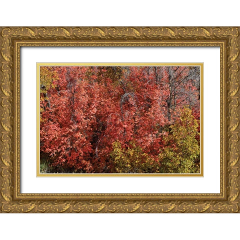 Fall Leaves VI Gold Ornate Wood Framed Art Print with Double Matting by Peterson, Lee