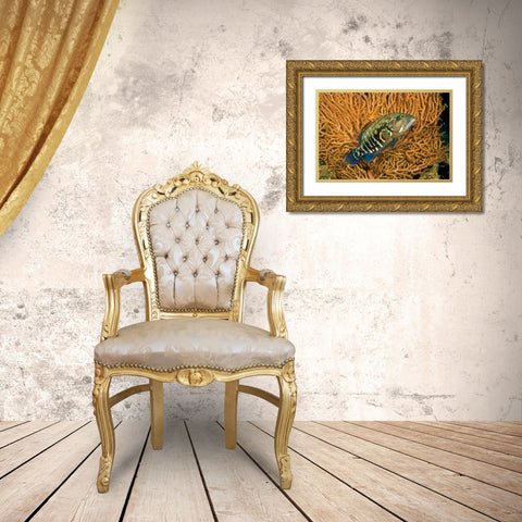 Fish I Gold Ornate Wood Framed Art Print with Double Matting by Peterson, Lee