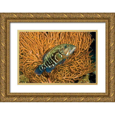 Fish I Gold Ornate Wood Framed Art Print with Double Matting by Peterson, Lee