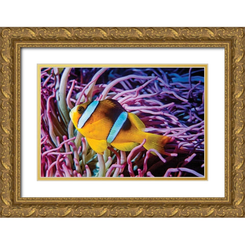 Fish II Gold Ornate Wood Framed Art Print with Double Matting by Peterson, Lee